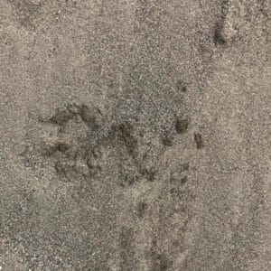STUCCO SAND