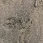 STUCCO SAND